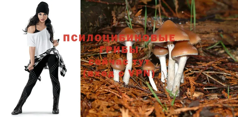 мега онион  Бронницы  Псилоцибиновые грибы Psilocybine cubensis 